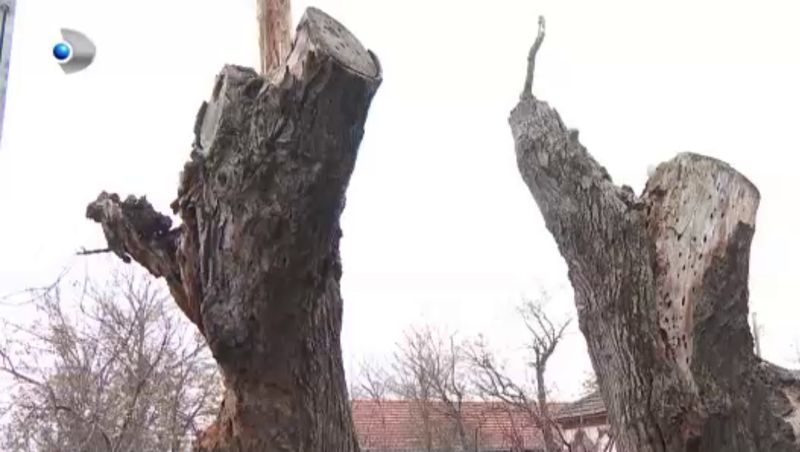 Bătrână și singură își caută dreptatea