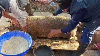 VIDEO S-a furat startul ignatului