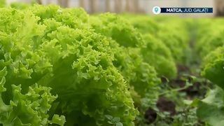 VIDEO „Atunci e cea mai mare nevoie”. Salată de vară, iarna