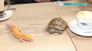 VIDEO La cafea cu animale și păsări