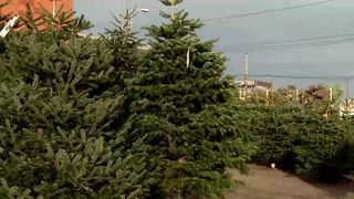 VIDEO „Avem prețuri pentru toate buzunarele”. Brazii de Crăciun: cu rădăcină sau fără?