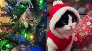 VIDEO „Ce s-a întâmplat cu bradul?”. Pisicile fură Crăciunul- sezon nou