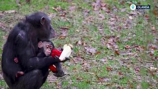 VIDEO Meniu de Crăciun pentru cimpanzei