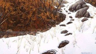 ILUZIE OPTICĂ Găsește ursul din imagine. Foarte puțini reușesc &icirc;n mai puțin de 5 secunde