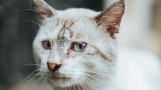 Pufa, o pisică din Constanța, supusă unor cruzimi fără margini. I-a fost pusă o petardă în gură, după care a fost lăsată să moară pe stradă