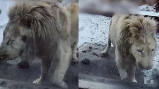 VIDEO Leul alb, filmat într-o stare deplorabilă