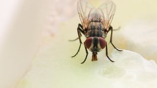 Boala care a înspăimântat SUA. Numărul cazurilor a crescut alarmant în ultimul timp