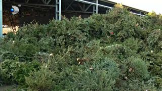 VIDEO Brazii de Crăciun, transformați &icirc;n &icirc;ngrășăm&acirc;nt