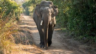 VIDEO Elefant violent la festival. 17 oameni au fost răniți