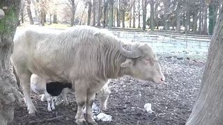 VIDEO „Mi se par foarte frumoși”. Bivolii albi, la Palatul Brukenthal