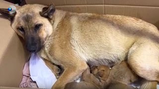 VIDEO O cățelușă și-a dus singură puiul la veterinar