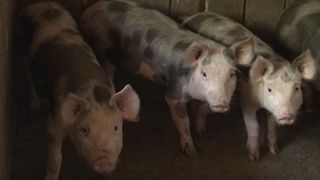 VIDEO Focar uriaș de pestă la Constanța. 50.000 de porci sunt afectați