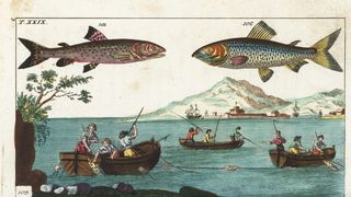 Lostrița este cel mai mare salmonid care trăiește în apele dulci din România