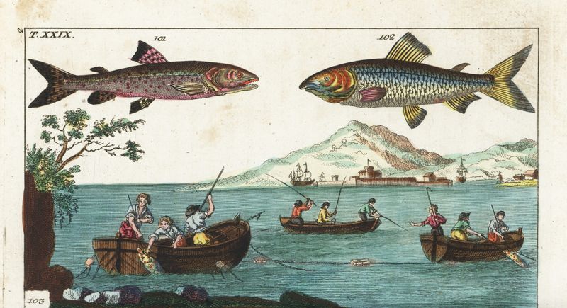 Lostrița este cel mai mare salmonid care trăiește în apele dulci din România