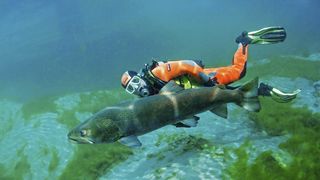 Lostrița preferă râurile de munte cu apă limpede, rece și bine oxigenată