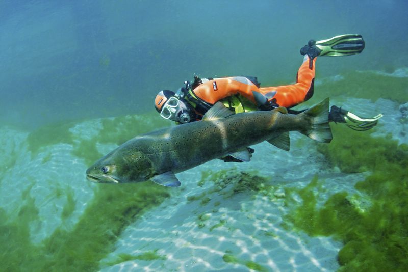 Lostrița preferă râurile de munte cu apă limpede, rece și bine oxigenată