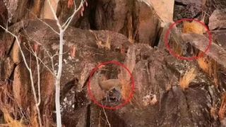 test iq, iluzie optica, test atentie 