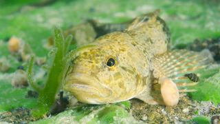 Denumirea științifică a speciei, Romanichthys valsanicola, reflectă originile sale rom&acirc;nești