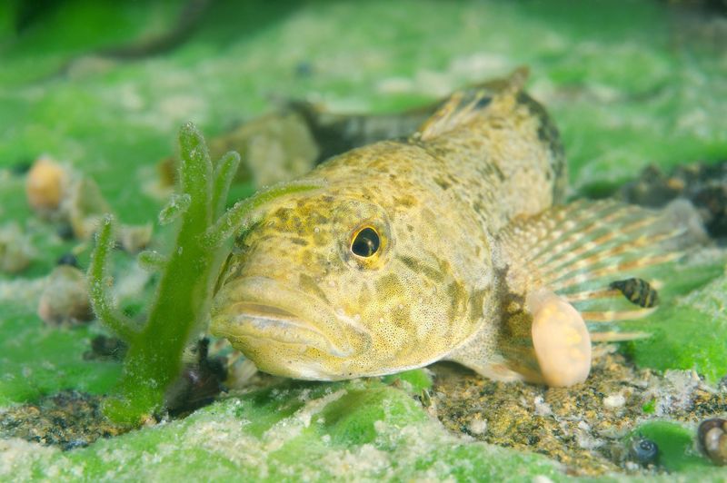 Denumirea științifică a speciei, Romanichthys valsanicola, reflectă originile sale românești