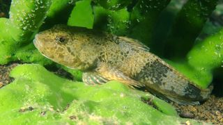 Aspretele nu are valoare economică, &icirc;nsă importanța sa ecologică și științifică este inestimabilă