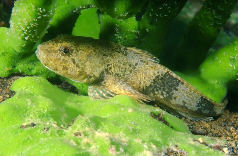 Aspretele nu are valoare economică, însă importanța sa ecologică și științifică este inestimabilă