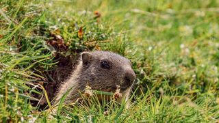Marmotele preferă plantele tinere și suculente