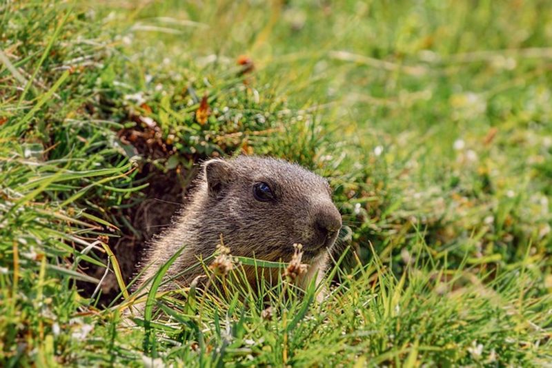 Marmotele preferă plantele tinere și suculente