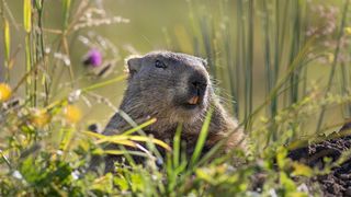 Marmotele sunt active dimineața și după-amiaza, evit&acirc;nd orele toride