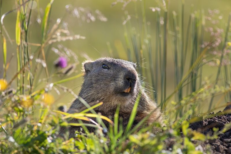 Marmotele sunt active dimineața și după-amiaza, evitând orele toride