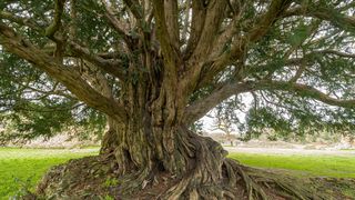 Copac extrem de rar &icirc;n Maramureș: Tisa