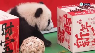 VIDEO Puii de panda, pregătiți pentru Noul An Chinezesc