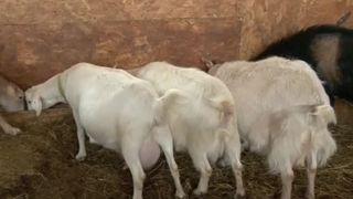 VIDEO Vacile, &icirc;nlocuite de capre exotice