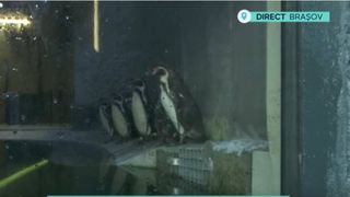 VIDEO Noi locatari la grădina zoologică din Brașov