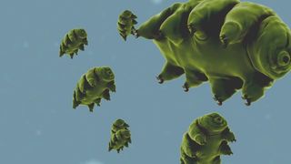 Cel mai mic animal de pe păm&acirc;nt