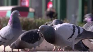 VIDEO Conflict &icirc;ntre instituții din cauza porumbeilor, &icirc;n Timișoara