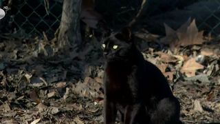 Hrană pentru pisici fără adăpost