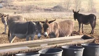 VIDEO &bdquo;Aici mă deconectez&rdquo;. Măgărițele-i poartă noroc &icirc;n afaceri