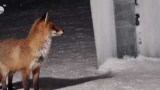 VIDEO Musafir neașteptat la B&acirc;lea Lac