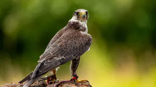 Șoimul dunărean (Falco cherrug)