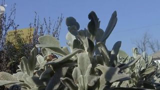 Plante rezistente la frig