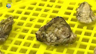 VIDEO &bdquo;Va fi o scoică dulce&rdquo;. Verificări &icirc;n larg, la fermele de stridii