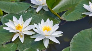 Nymphaea lotus - nufărul termal