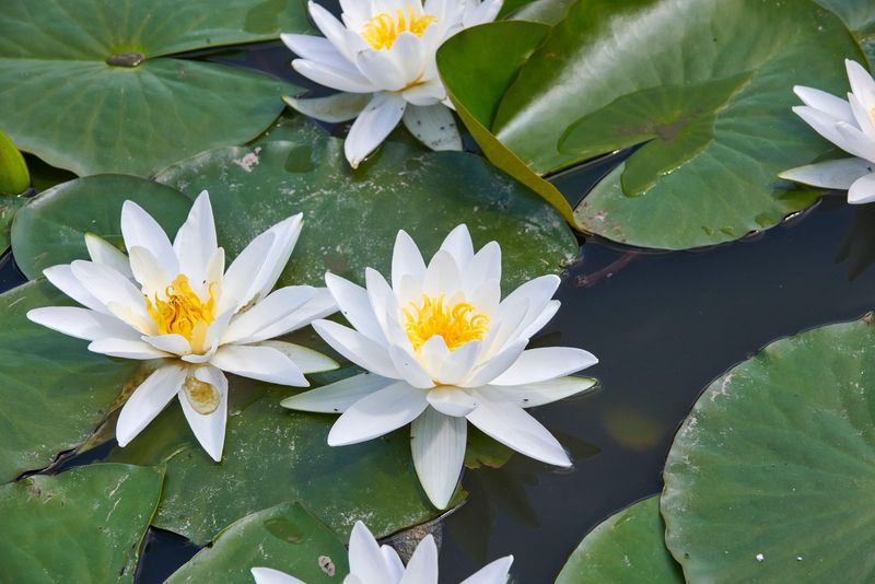 Nymphaea lotus - nufărul termal