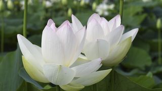 L&acirc;ngă Oradea crește o floare extrem de rară: Plantă ar fi, probabil, un relict terțiar, care ar fi supraviețuit din perioada glaciațiunilor