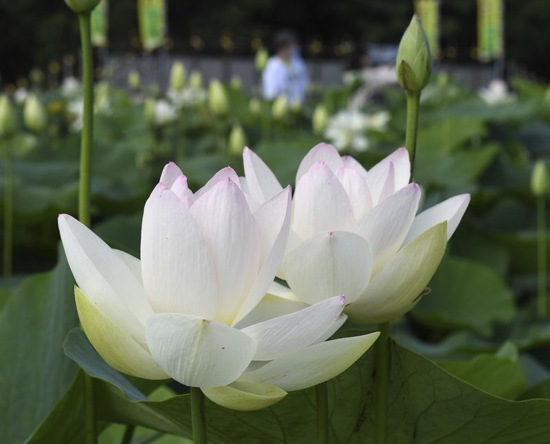 Nymphaea lotus - nufărul termal