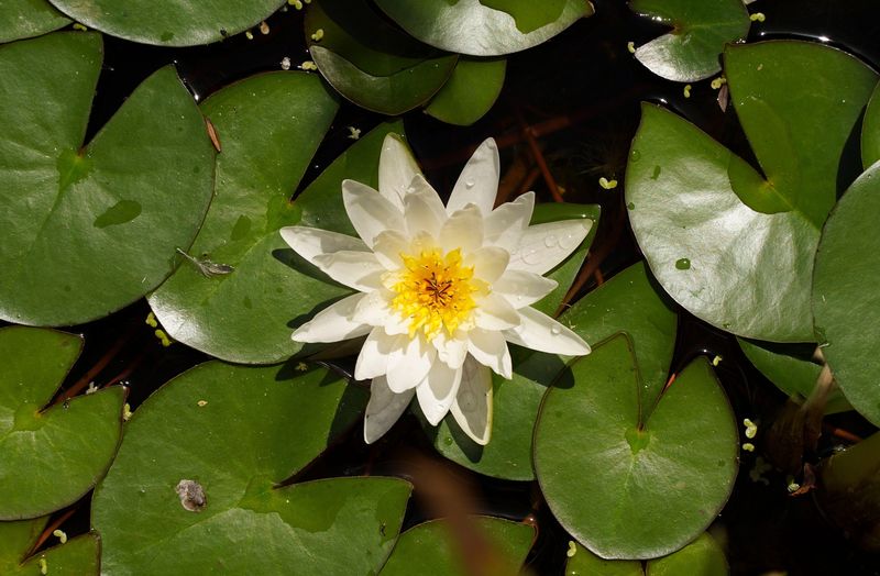 Nymphaea lotus - nufărul termal