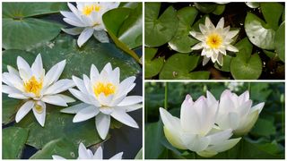 Nymphaea lotus - nufărul termal