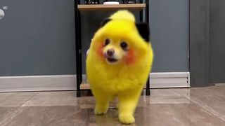 Transformări canine spectaculoase