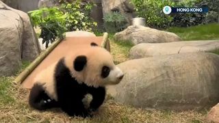 VIDEO Gemenii panda, vedete la grădina zoologică