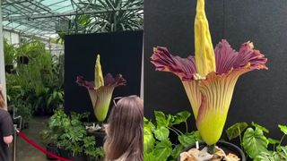 VIDEO Floarea-cadavru a &icirc;nflorit după 15 ani &icirc;n Australia